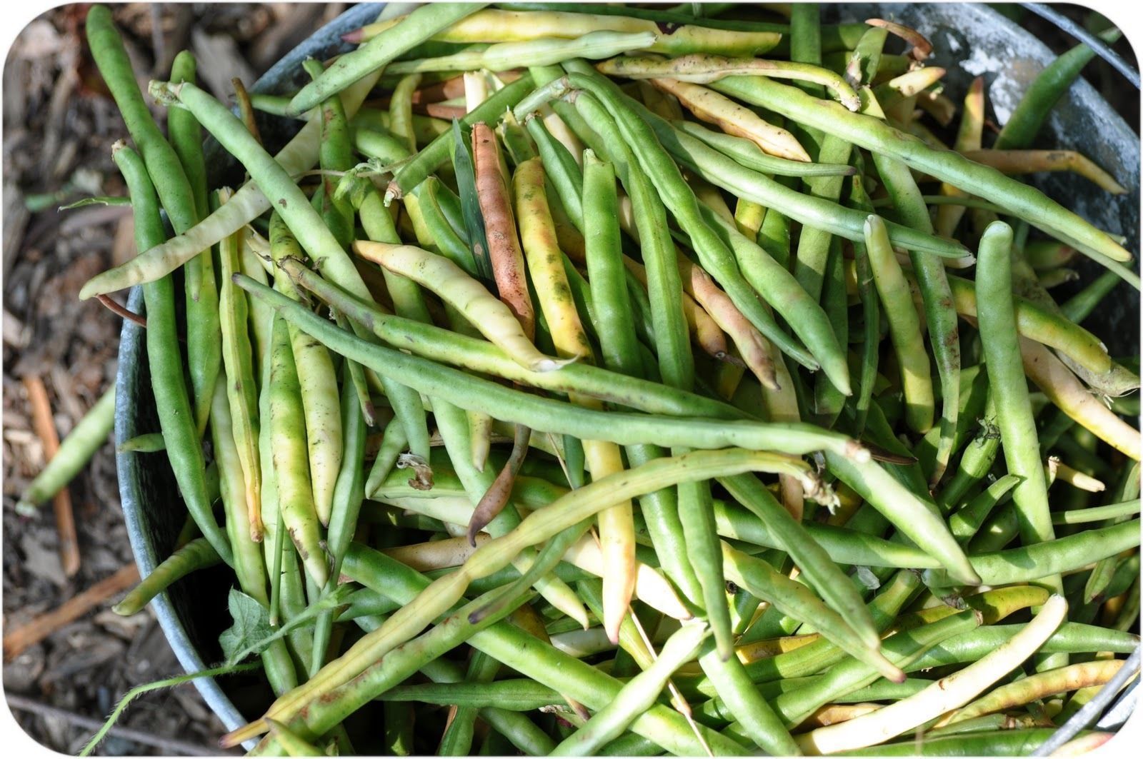 Black eyed Peas Seeds (200 Seeds) NonGMO, ancient