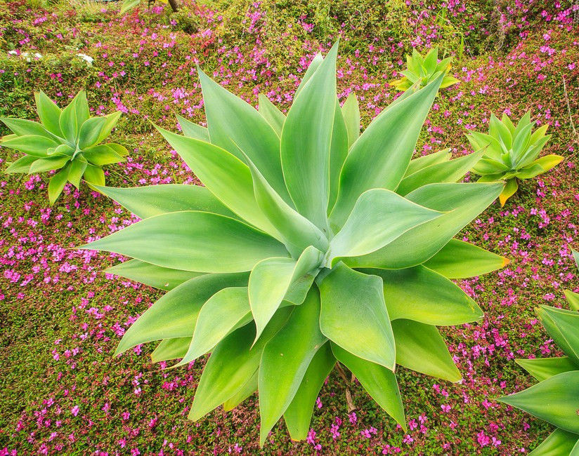 AGAVE ATTENUATA spineless agaves succulent plant seed rare