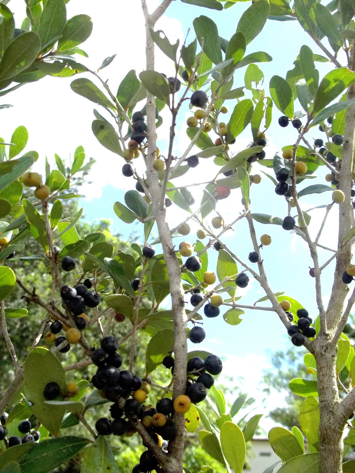 Spanish Stopper Eugenia foetida, Florida native wild tree bonsai seed