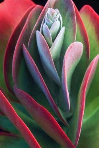 Kalanchoe Thyrsiflora exotic rare xeriscaping mesembs succulents seed ...