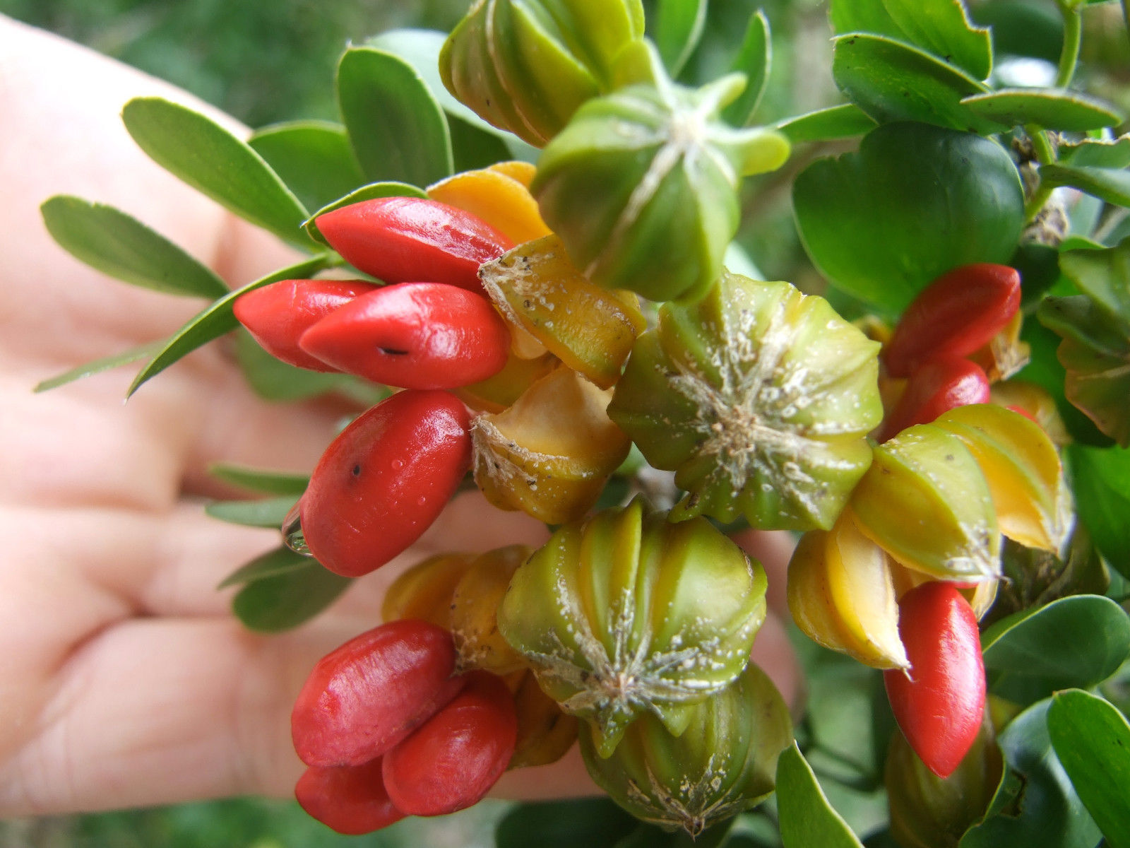 Holywood lignum vitae Guaiacum sanctum, Exotic hard wood rare seed 25