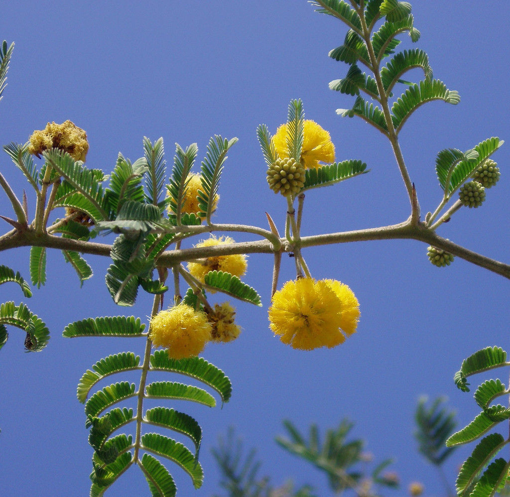 ACACIA FARNESIANA, vachellia rare mimosa tree bonsai aroma bush seed