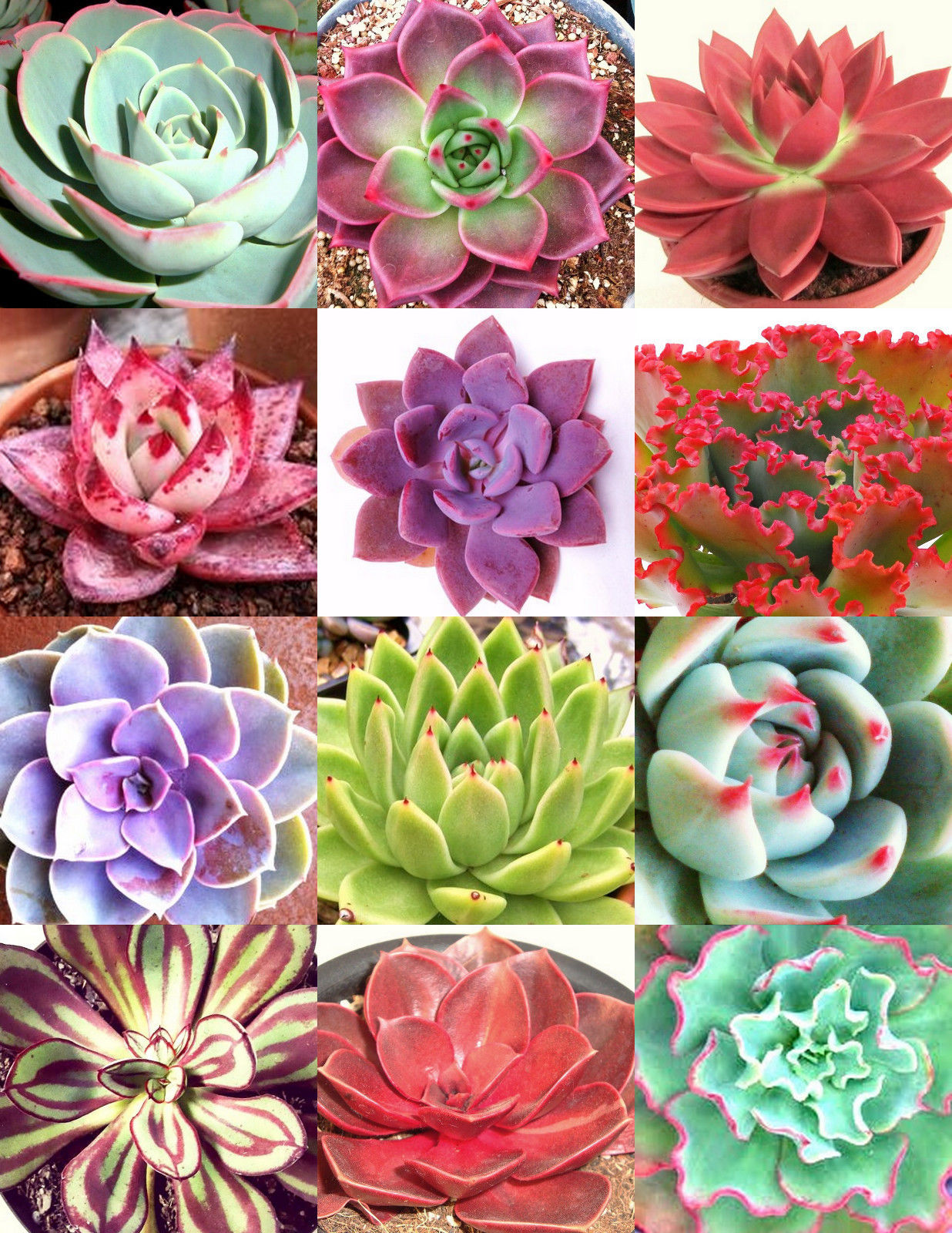 COLOR ECHEVERIA mix, rare exotic succulent HEN &CHICKS flowering seed ...