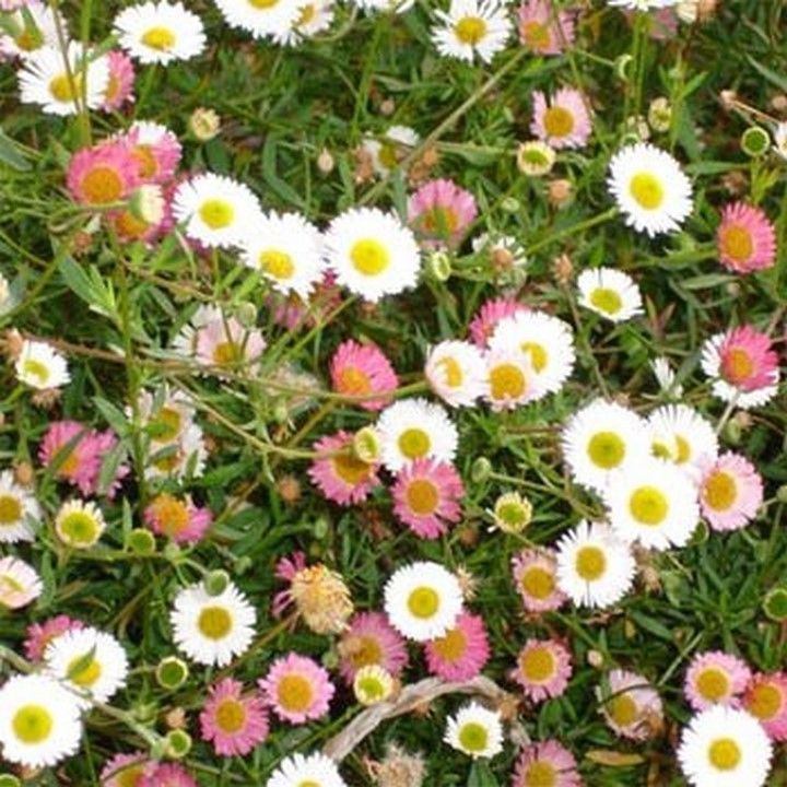 Erigeron Karvinskianus Profusion 50 seeds Seeds