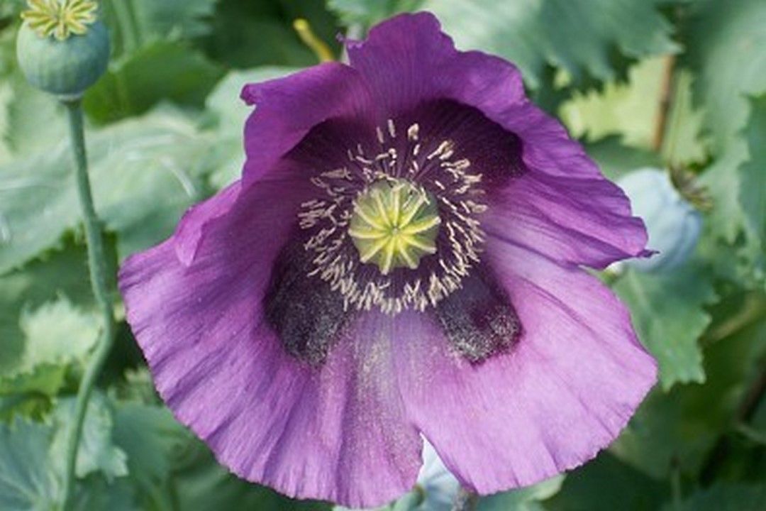 Poppy Persian Blue 250 Seeds Seeds