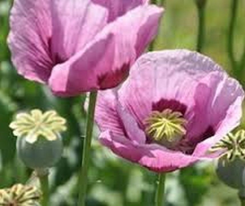 Poppy Persian Blue 250 Seeds Seeds