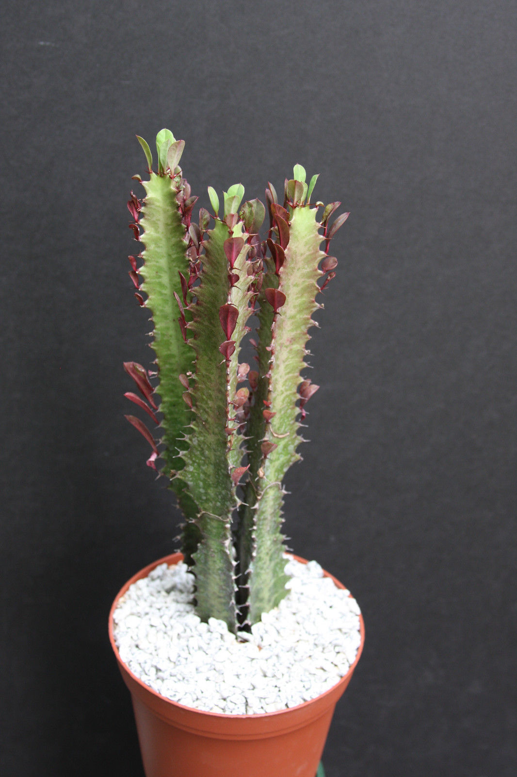 EUPHORBIA TRIGONA RUBRA African Milk Tree rare cactus plant exotic succulent 6" Cacti
