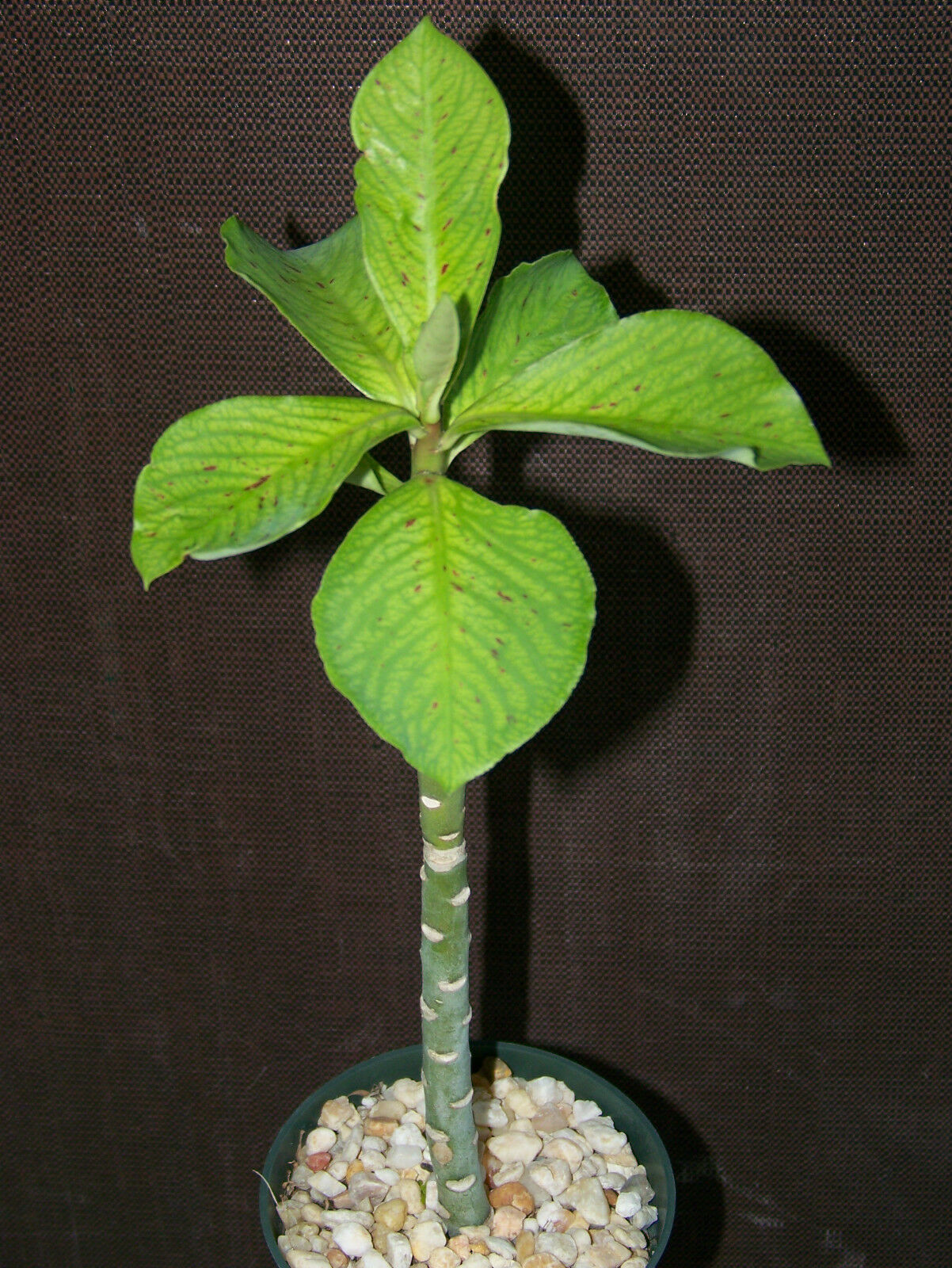 Synadenium Grantii (African Milkbush) - Rare Exotic Succulent Cactus Plant, 4" Size