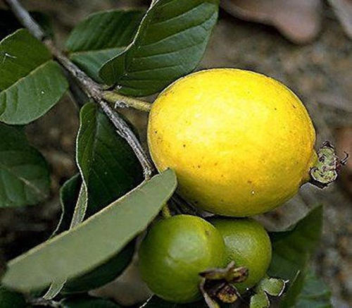 GUAVA tropical fruit Psidium guajava exotic tree seed edible guayaba 15 ...