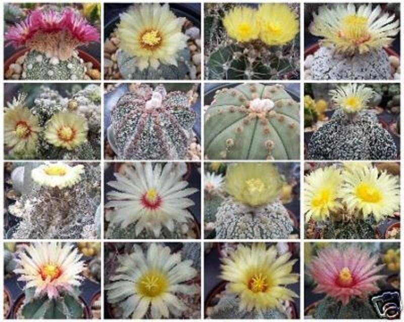 Astrophytum Variety MIX rare cactus seed lot 25 SEEDS Cacti