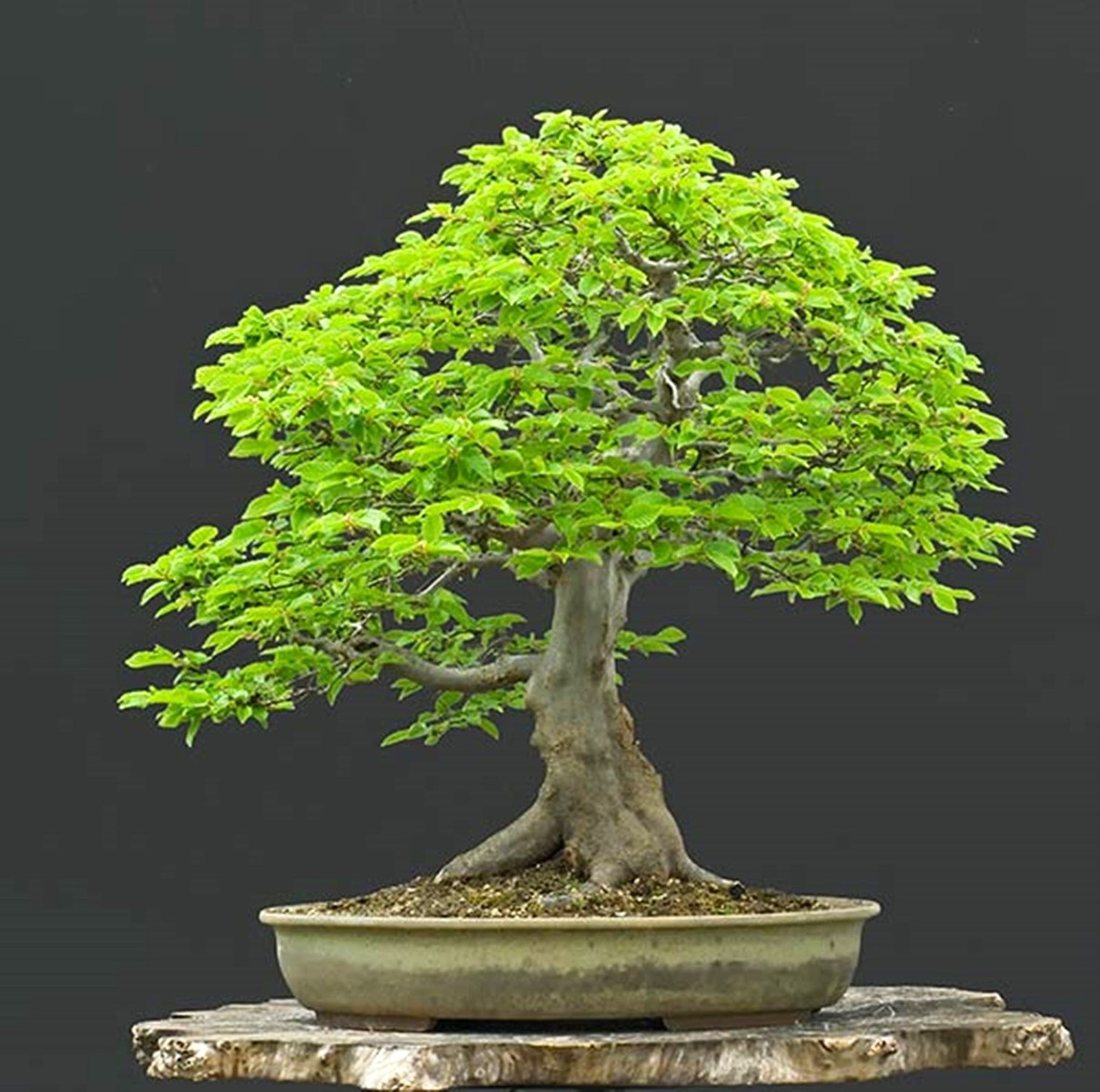 Celtis Bungeana Bonsai seeds - 20 Seeds - Seeds