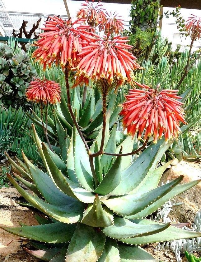 Aloe Comptonii Mitriformis Exotic Color Succulent Rare Cactus Red Seed 50 Seeds Cacti 8215
