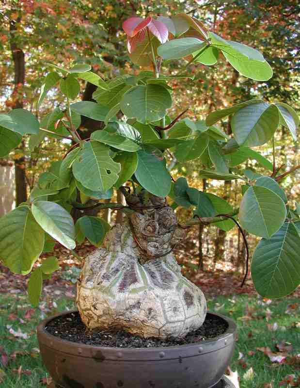 Pseudobombax Ellipticum bombax exotic shaving brush tree bottle bonsai