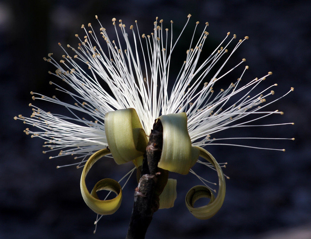 Pseudobombax Ellipticum bombax exotic shaving brush tree bottle bonsai plant 6" Cacti