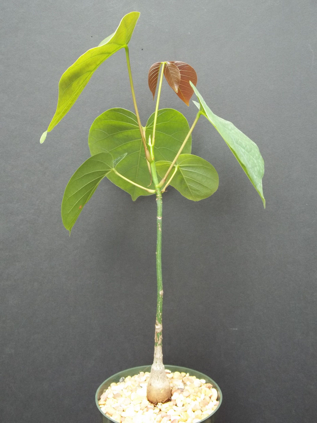 Pseudobombax Ellipticum bombax exotic shaving brush tree bottle bonsai plant 6" Cacti