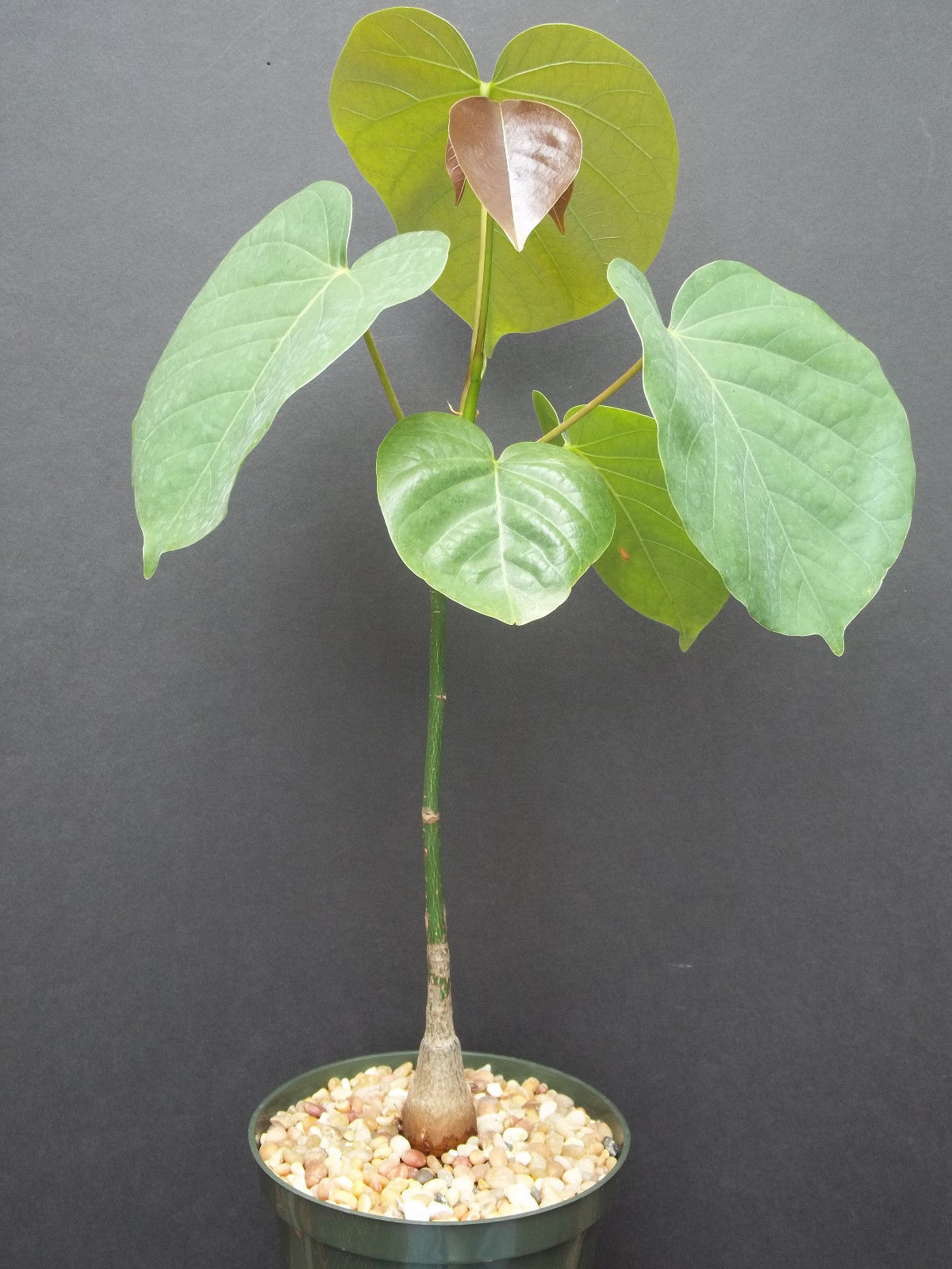 Pseudobombax Ellipticum bombax exotic shaving brush tree