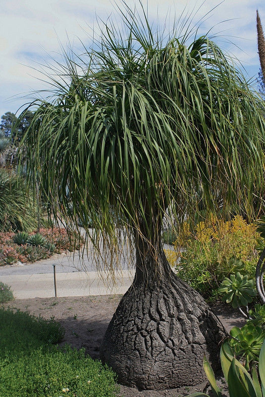 Beaucarnea Recurvata, RARE elephant foot ponytail palm CAUDEX bonsai 50 ...