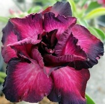 4 Magenta Black Desert Rose Seeds Adenium Obesum Flower Seed  - $9.86