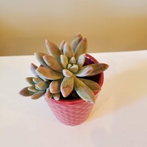 Pink Ceramic Planter with Darley Sunshine Succulent, Graptosedum Francisco Baldi image 2
