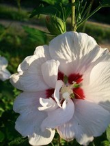 Double Flower White Althea Rose of Sharon 1 Gal. Plant Large Easy Grow Plants - $48.45