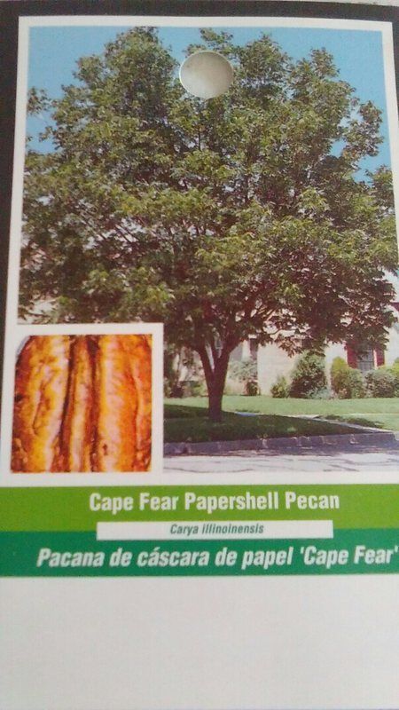 buy at best prices CAPE FEAR PAPERSHELL PECAN TREE Shade