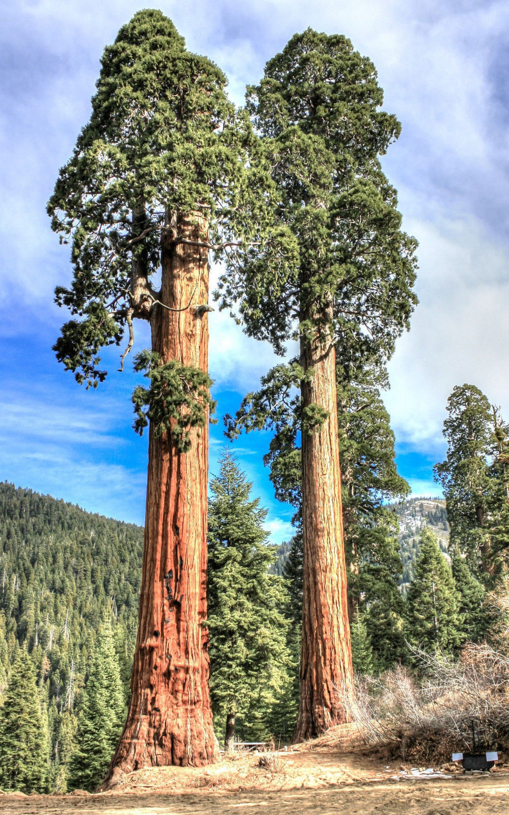 giant-sequoia-sequoiadendron-giganteum-redwood-forest-tree-wood-seed