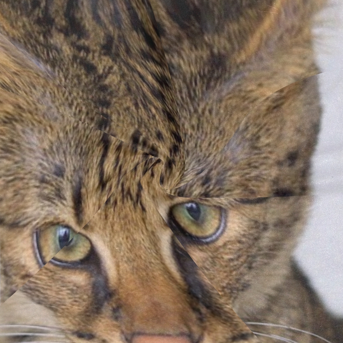 Savannah Cat Closeup Feline Hybrid Serval Domestic Elastic Headbands