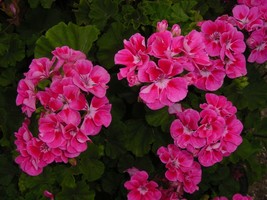 50 Bright Pink Geranium Seeds Hanging Basket Perennial Flowers - TTS - $29.95