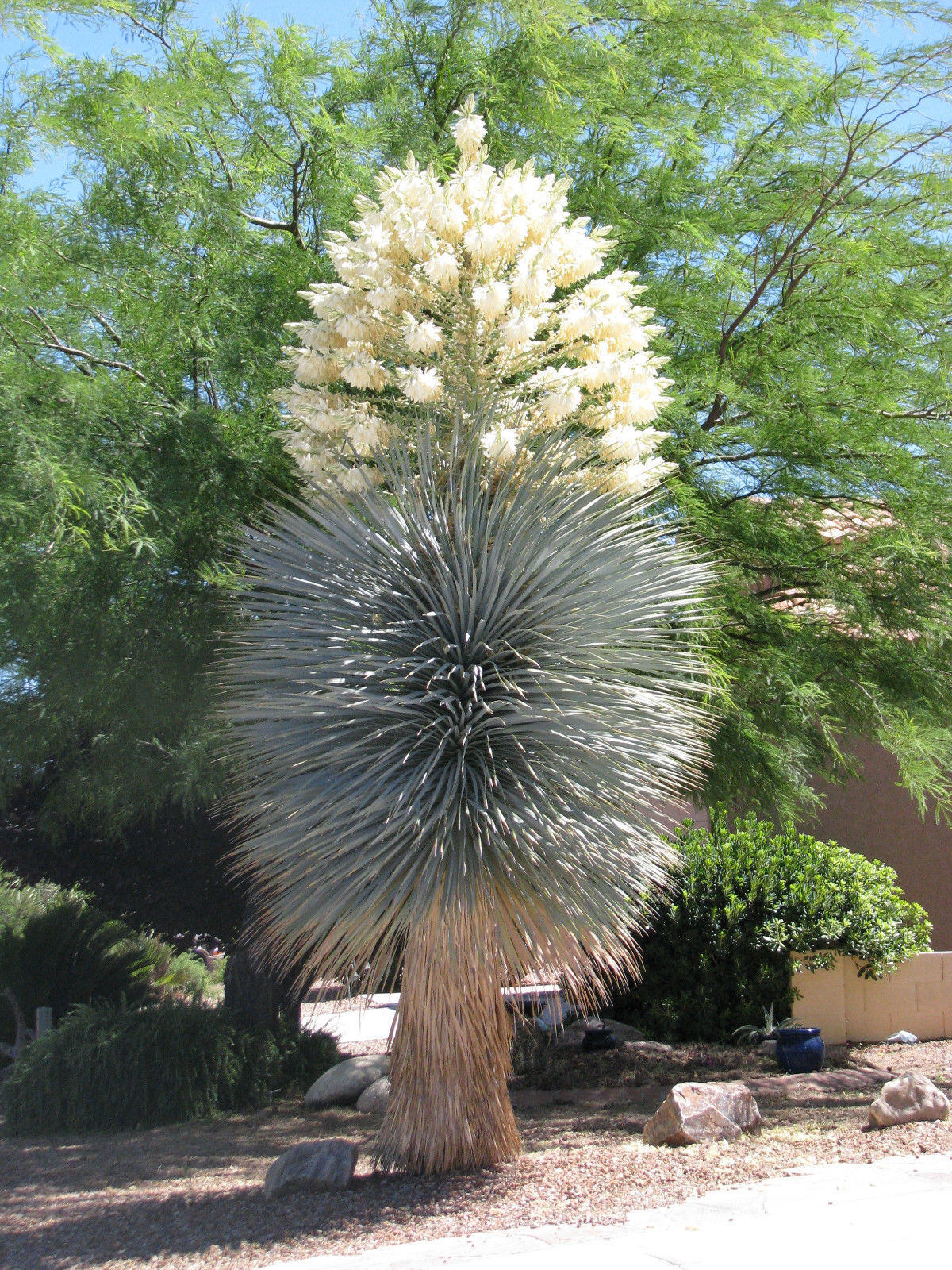 YUCCA RIGIDA, BLUE YUCA exotic rare agave garden desert tree like seed 50 SEEDS Cacti