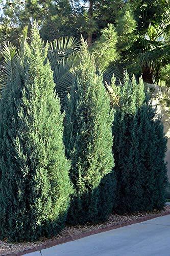 Spiny Greek Juniper - Live Trees - Juniperus Chinensis (30) - Other 