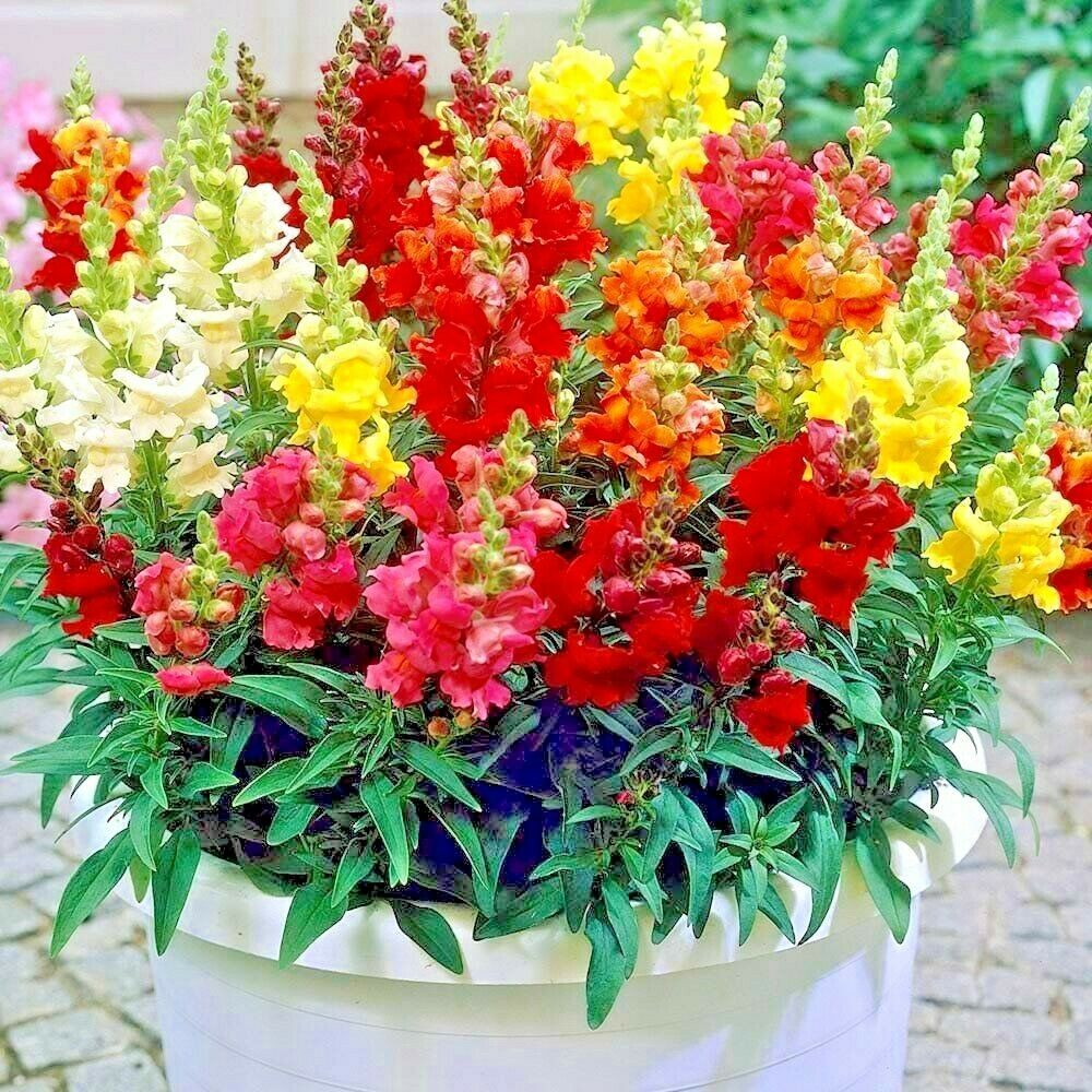 Snapdragon Tetra Mix 2000 Flower Seeds Annual And Biennial Seeds