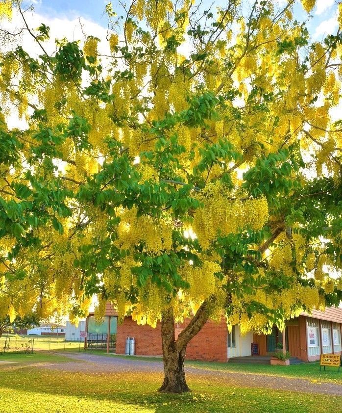 Cassia Fistula Rare Golden Shower Tree Gold Rush Yellow Flower Seed 10