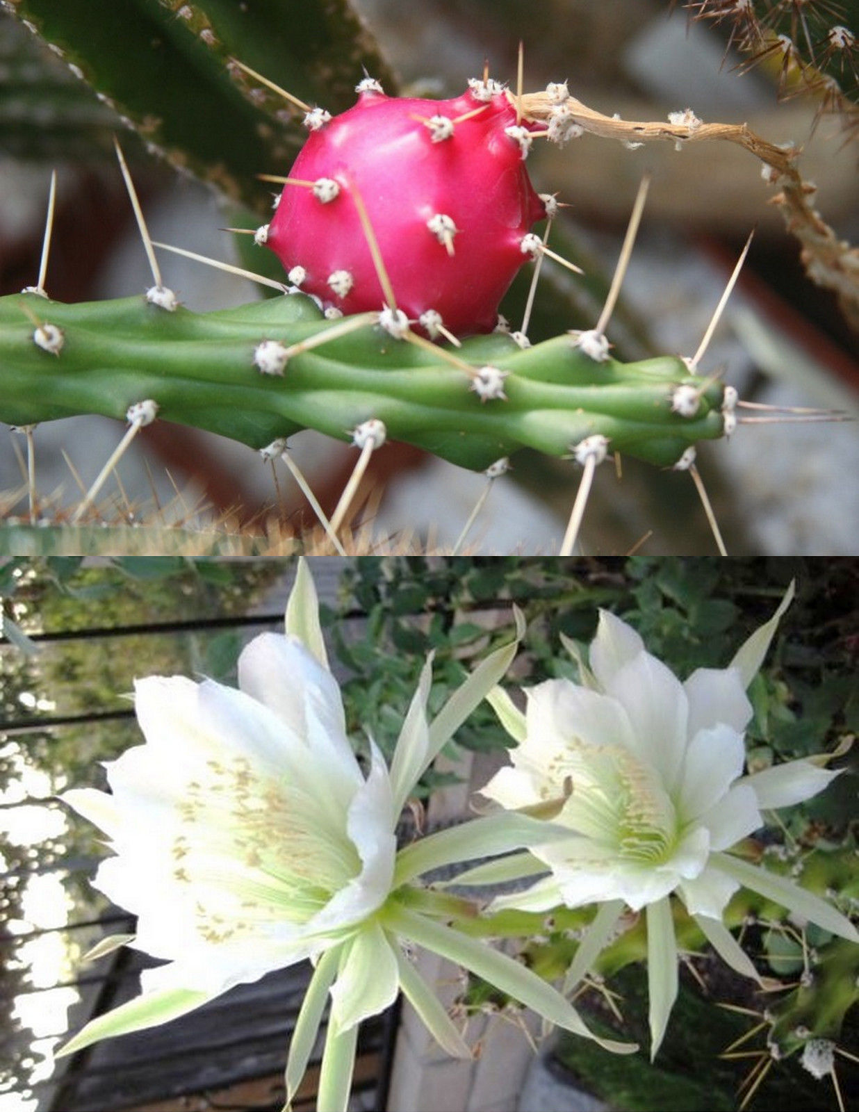 Harrisia Martinii, night blooming cereus cacti rare snake cactus seed ...