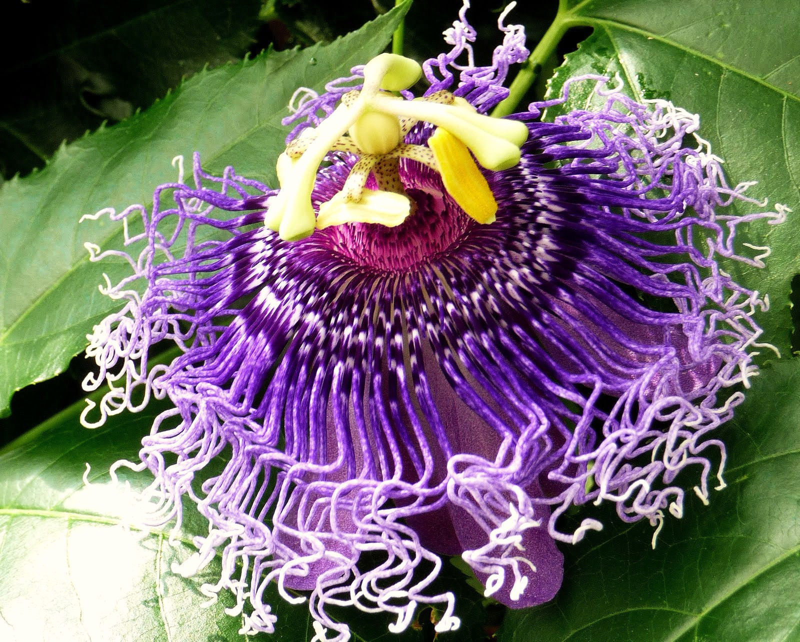 Passiflora incarnata maracuja passion flower maypop 