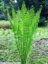 TN OSTRICH GLADE fern 20 rhizome/root (Matteuccia struthiopteris) image 1