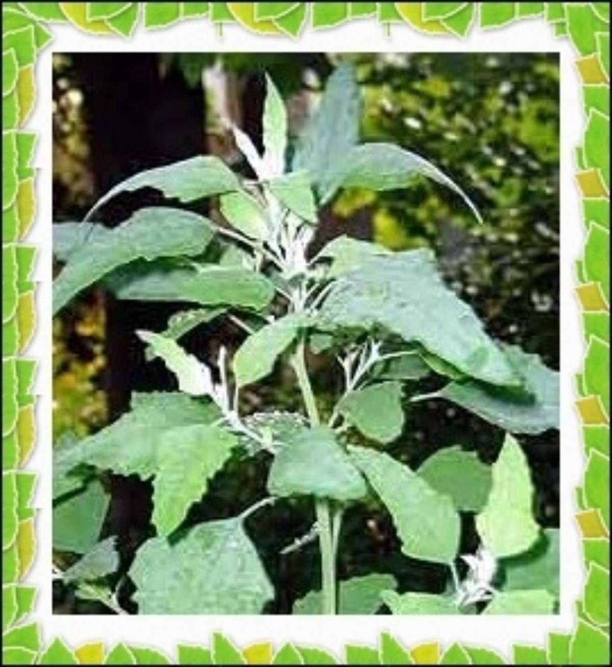 100+ Lambs Quarter Seeds Delicious Baby Greens Wild Spinach