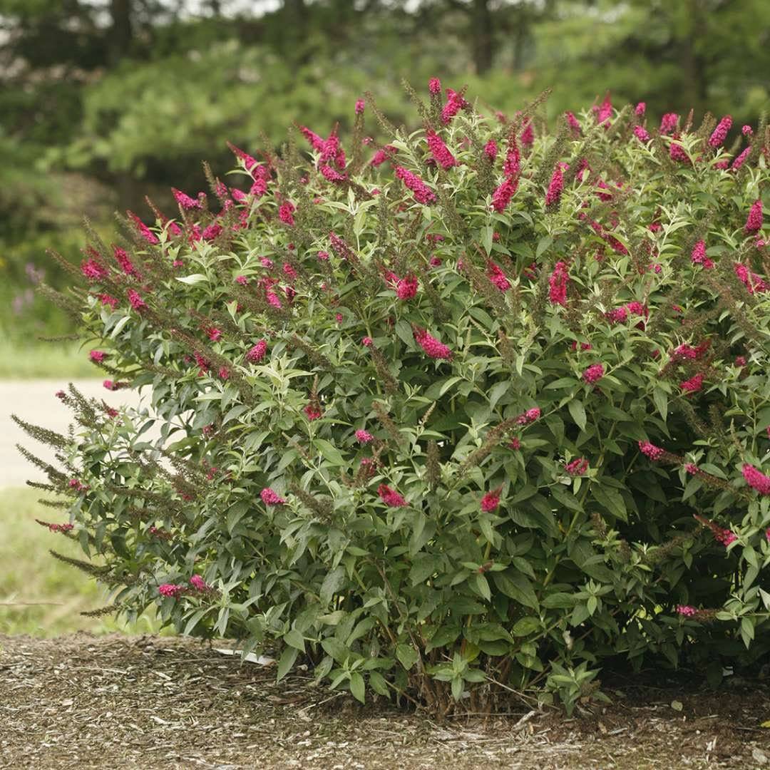 Buddleja davidii 'Miss Molly' - Butterfly Bush - Live Plant - 4