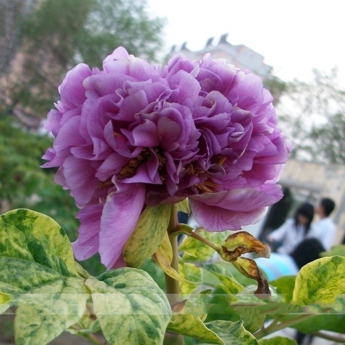 5 Seed Strong Fragrant Purple Peony Tree 'Queen' Flower, DIY Peony ...