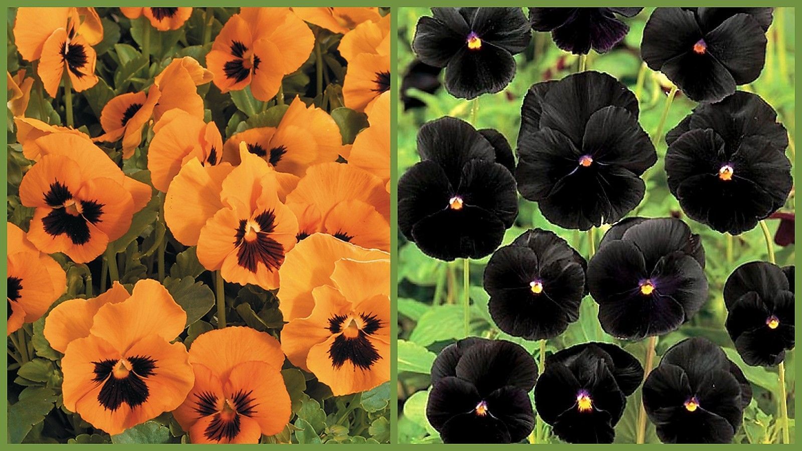 Pansy Seeds, Halloween Pansies 2 Pack Special, Heirloom, Spring Or Fall