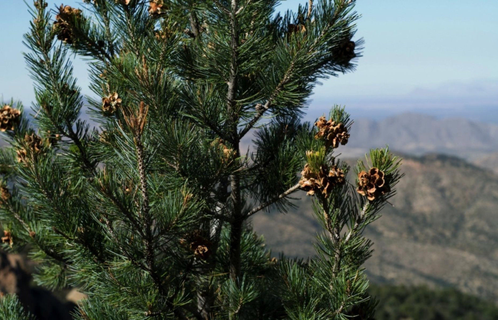 100 Pinyon Pine Nut Seeds Sustainably Raised Pinus Edulis Gourmet