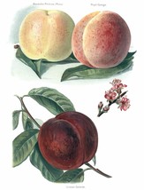 Vintage Fruit Prints: Royal George - Fruit Growers Guide - 1880 - $12.82+