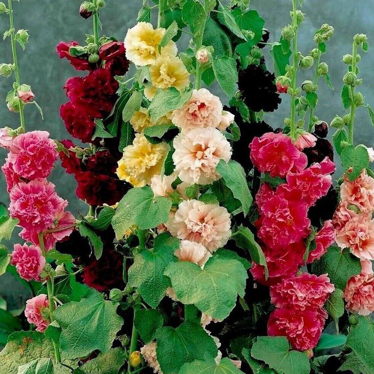 Hollyhock Plants Mixed Summer Carnival Bulbs Roots And Rhizomes