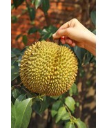 Musang King Durio Zibethinus Fresh Seeds Freshly Harvested Durian Yellow 5 Seeds - $24.99