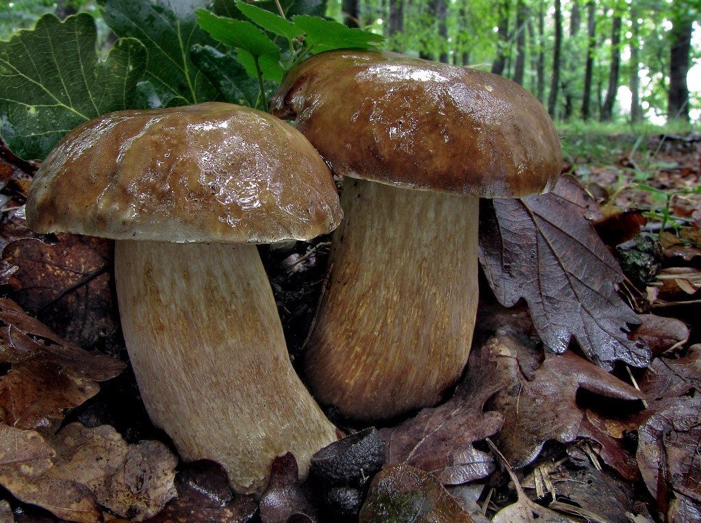 30 g Fresh Porcini SUMMER CEP Boletus Reticulatus Mycelium Mushroom