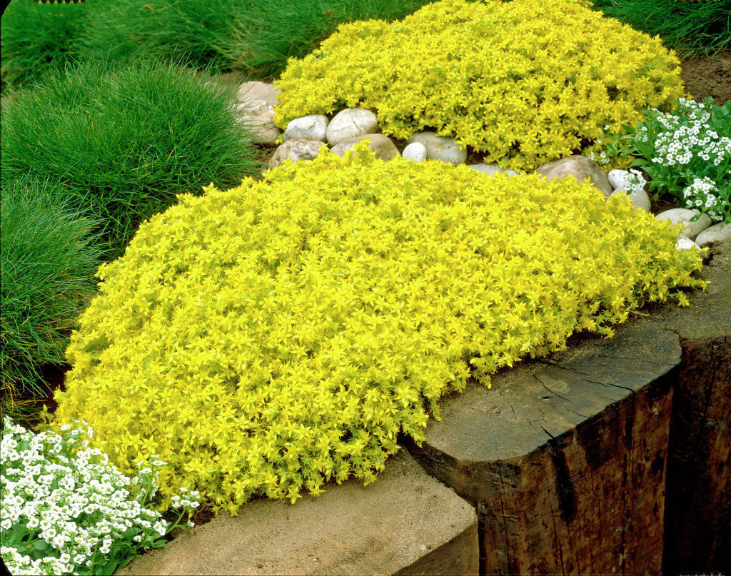 50pcs Sedum-Acre Golden Carpet, Yellow Stonecrop ground cover Flower ...