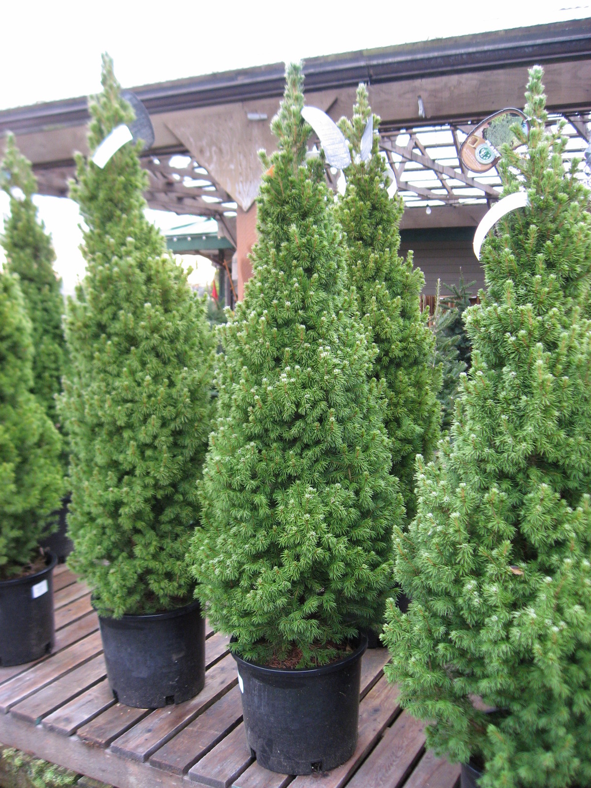Dwarf Alberta Spruce Aka Picea Conica Live Plant Christmas Tree Fit 5 Gallon Pot - Trees