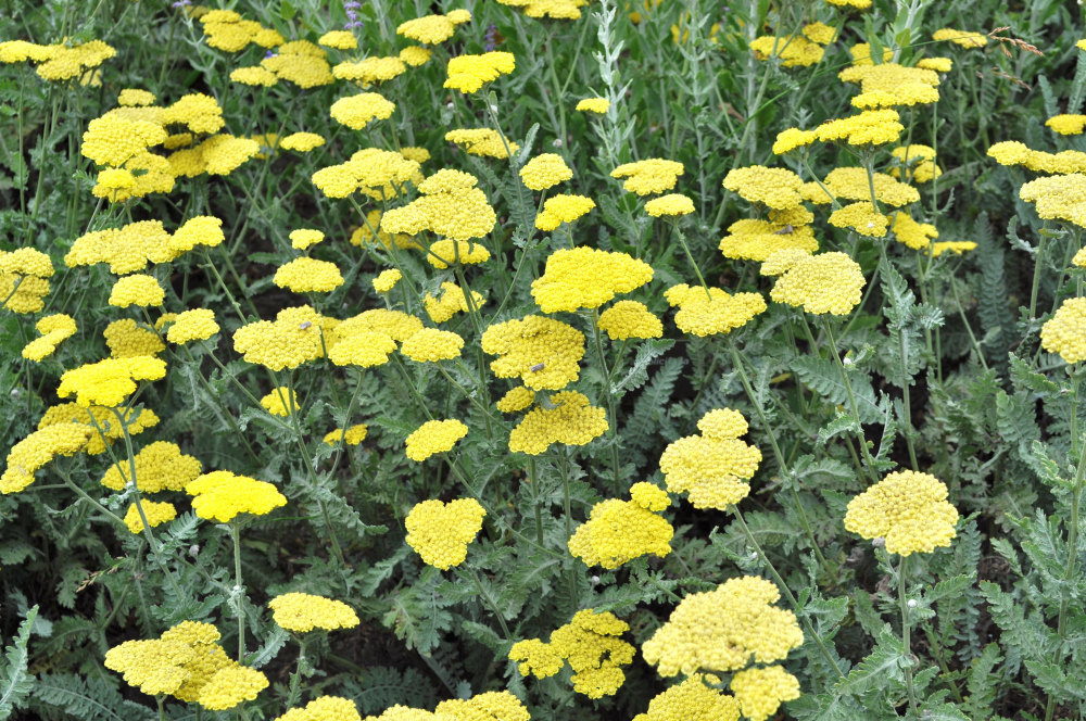 5 Yarrow ACHILLEA 'Little Moonshine' Common Name Yarrow - Five ...