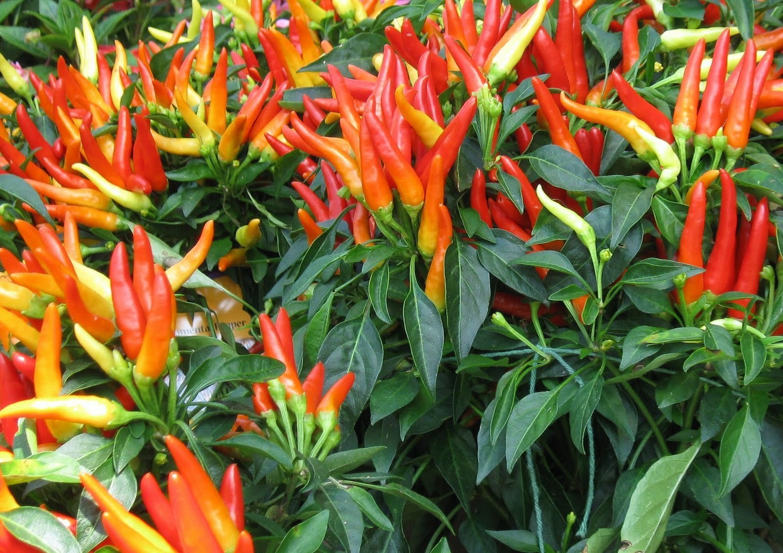 50pcs Thai Sun Hot Pepper Capsicum Ornamental Annuum Chili Seeds Bonsai