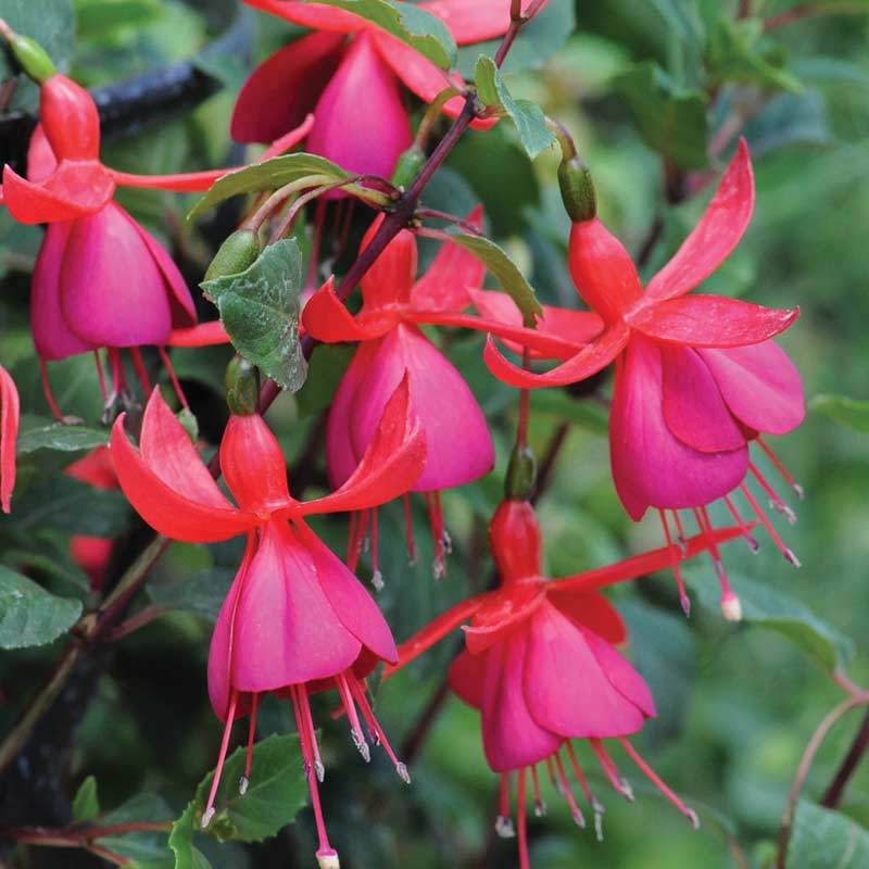 Hardy Shrub Climbing Fuchsia 'Pink Fizz' and similar items