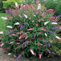 25 Seeds Mix Colors Butterfly Bush (Buddleia davidii) - $7.99